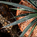 Agave filiformis (2)