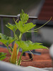 Kürbispflanze erobert das Dach
