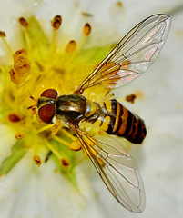 Hoverfly