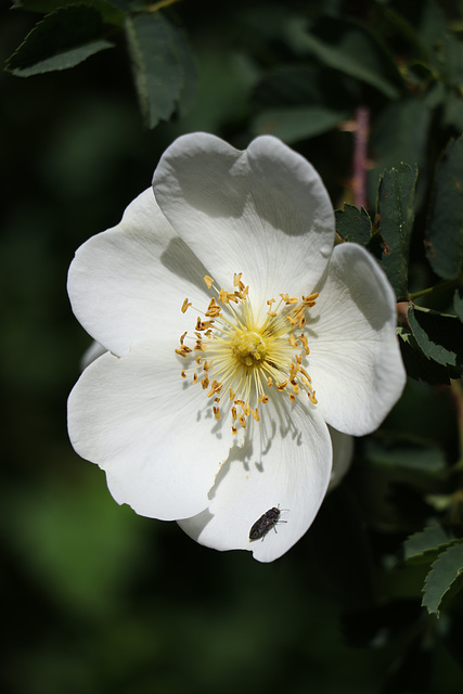 White Rose