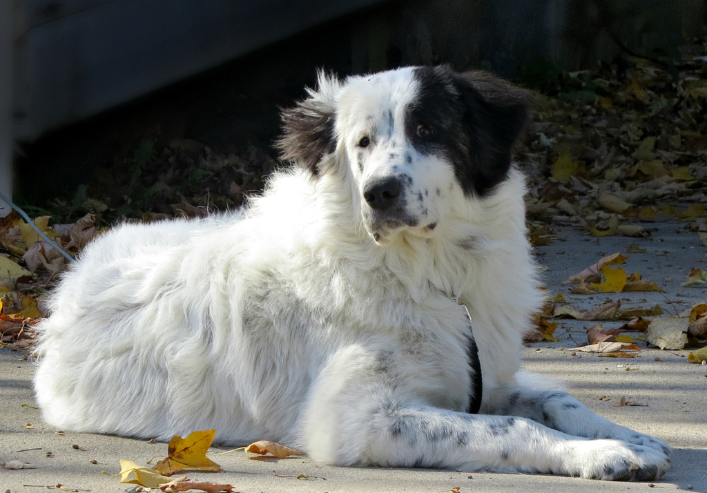 A Newfoundland mix