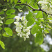 Black locust flowers