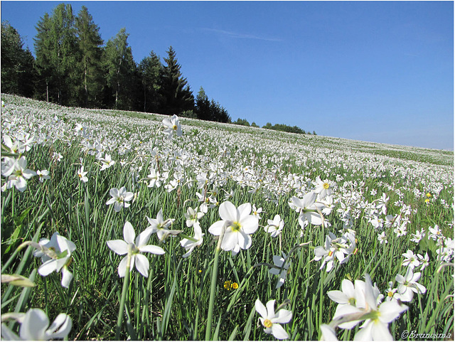 Una distesa di narcisi