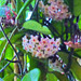 There are close to 25 blooms on this hoya today - with more to come