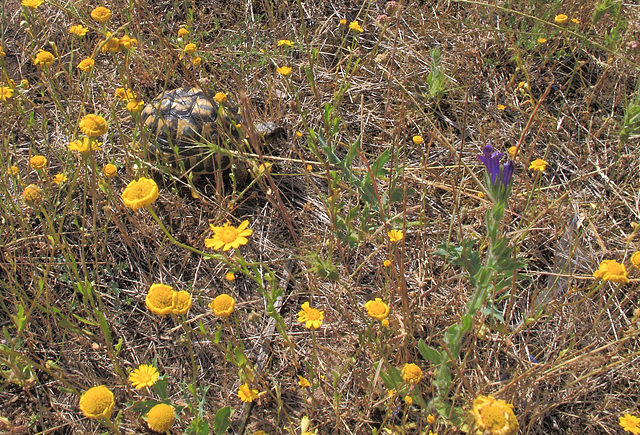 Massif des Maures - Tortue d'Hermann