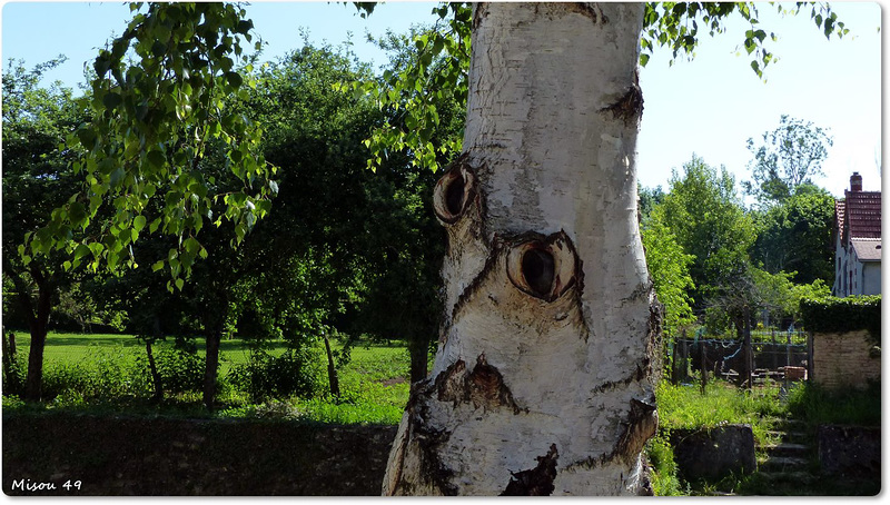 Surprenante nature ou parédolie