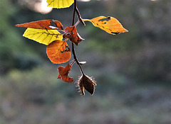 Beech Mast