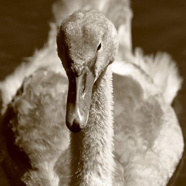 EOS 90D Peter Harriman 13 33 17 36784 cygnet bw dpp