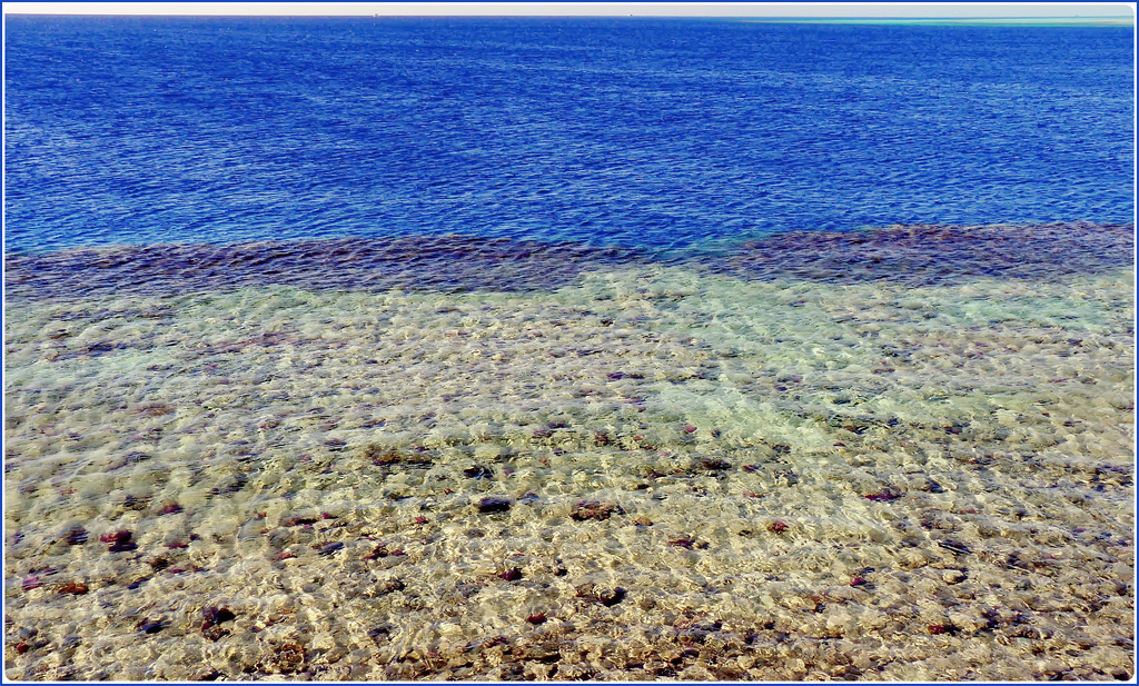 Sharm el Sheikh : Ras Mohammed - la barriera corallina : sotto acqua un paradiso di vita e di colori