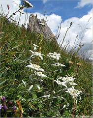 Edelweiss fiore simbolo delle dolomiti