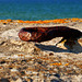 Strand, Prora, Rügen