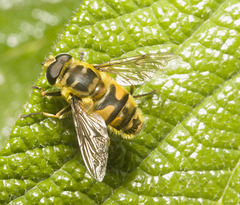 IMG 9641 Batman Hoverfly-1