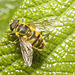 IMG 9641 Batman Hoverfly-1