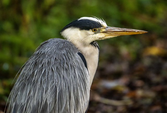 Grey heron