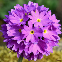 Primula denticulata