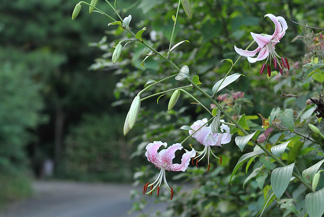 Footpath with lilies