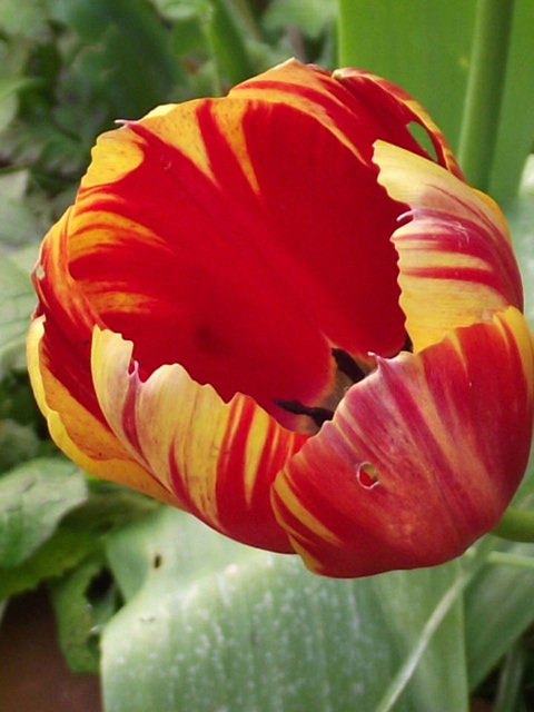 Another parrot tulip - didn't realise I had more than two