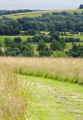 View south across the downs