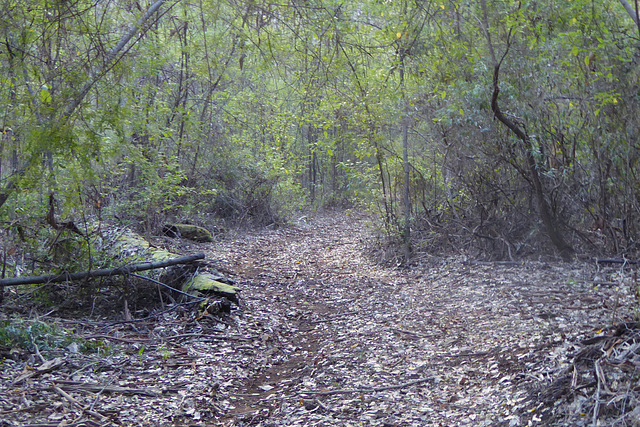 path in the Karri forest