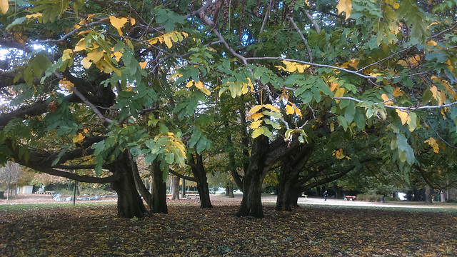 Promenade au parc