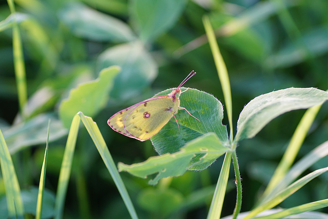 Colias hyale auf abendlichem Kleefeld