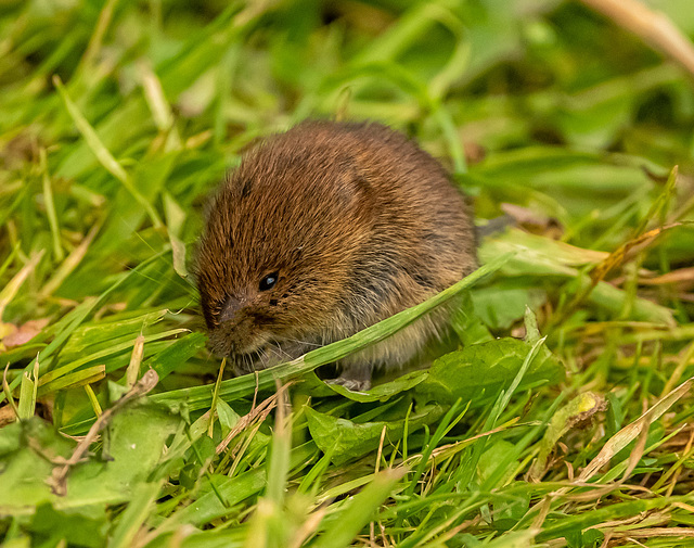 Bank vole