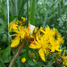 Echtes Johanniskraut (Hypericum perforatum)