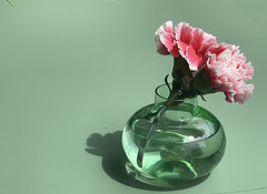 green and pink