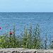 Mauer, Mohn und Meer