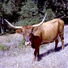 Highland Kow