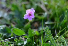 Erodium cicutarium, bico-de-cegonha, repimpim