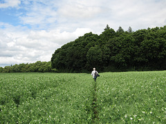 Footpath through a field of peas from Stanley Lane towards Chestnut Coppice.