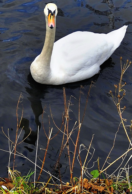 Mute swan, Barrowford reservoir.