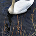 Mute swan, Barrowford reservoir.