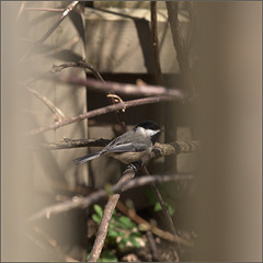 Chickadee in the bushes