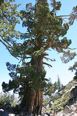 Another extremely large juniper