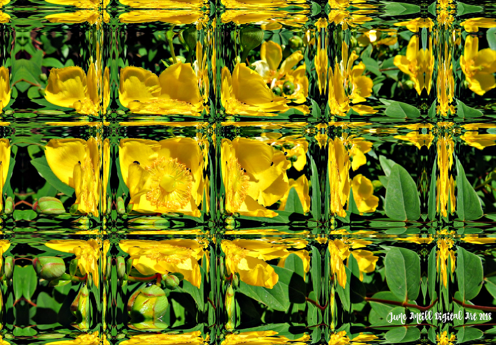 Hypericum ice cubes :-)