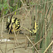 Butterflies puddling