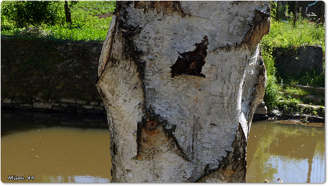 Surprenante nature ou parédolie