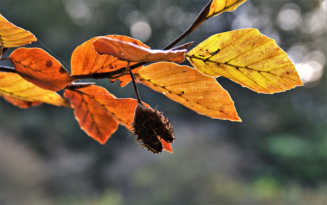 Beech Mast