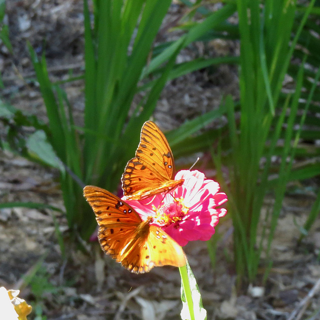 Two gulf fritillaries on zinnia