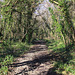 Woodland Path