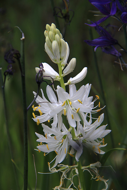 White Camas