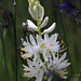 White Camas