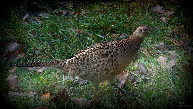 (Phasianus colchicus - Common Pheasant),