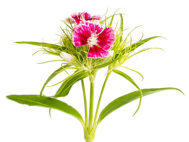 Sweet William Sweet William