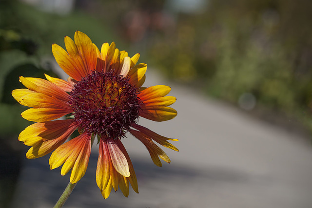 Harry & David Garden: Blanket Flower