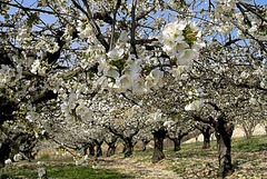 Les cerisiers en fleur