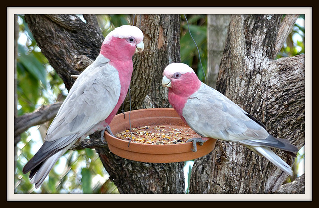 Pink and Grey Galahs