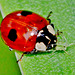 Ladybird eating an Aphid
